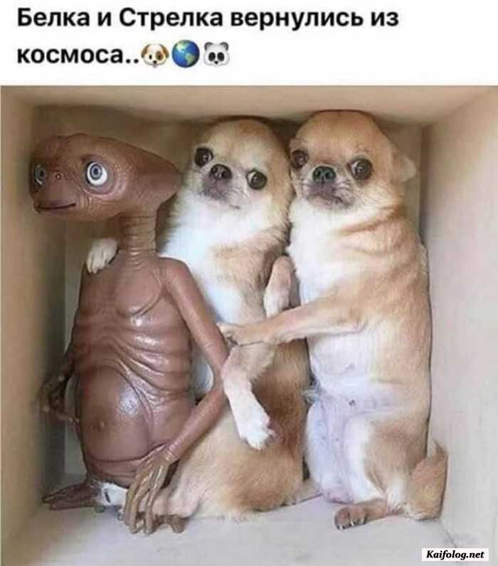 смешное фото