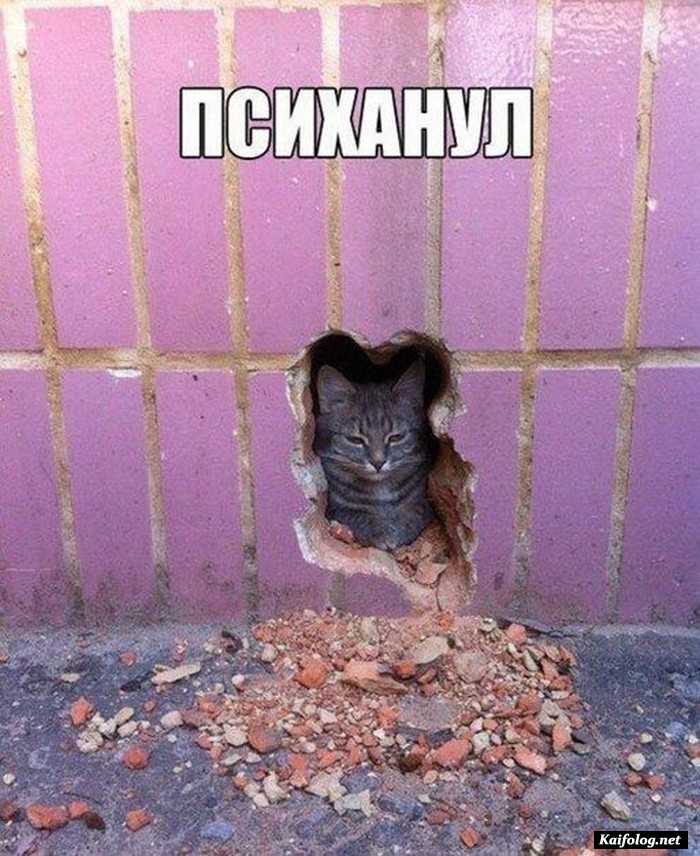 фотоприкол