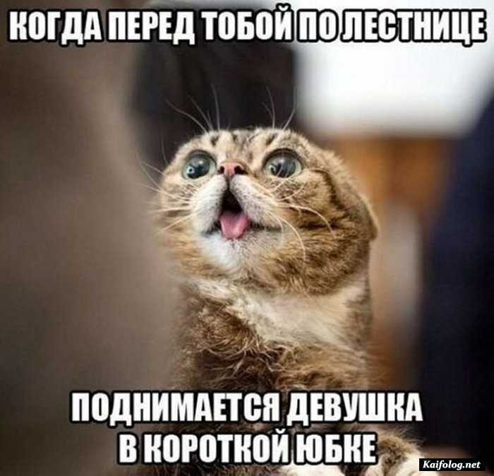 фотоприкол