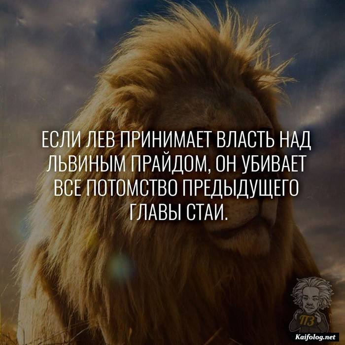 забавный факт