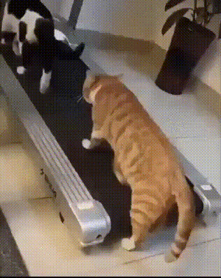 прикольная гифка