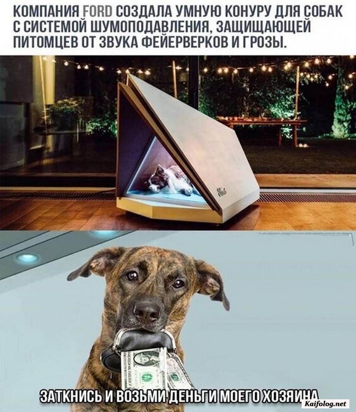 юморная фотография