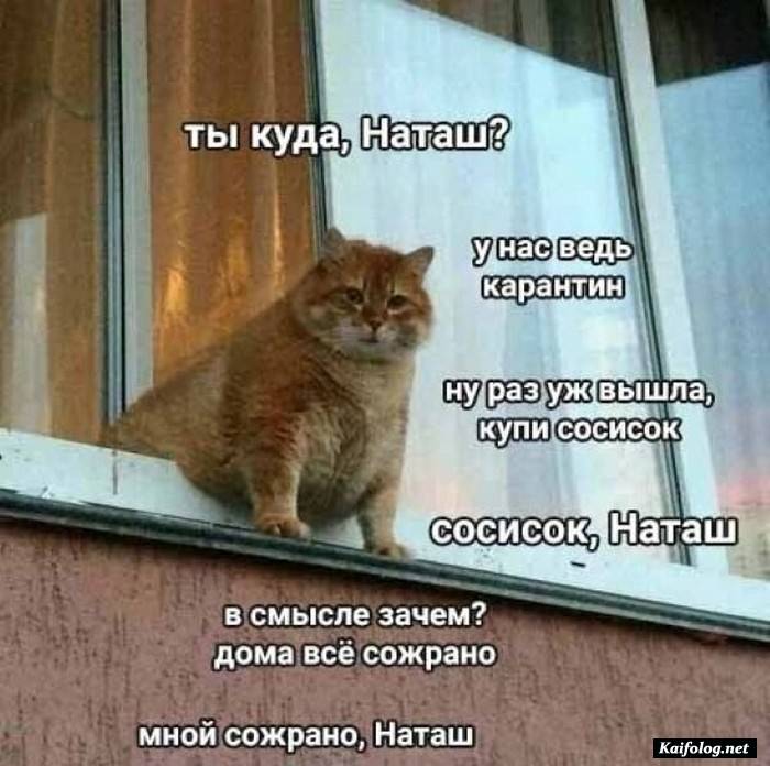 юморная фотография