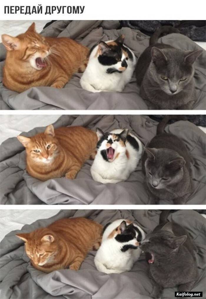 юморная фотография
