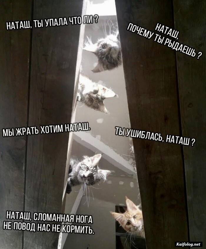 юморная фотография