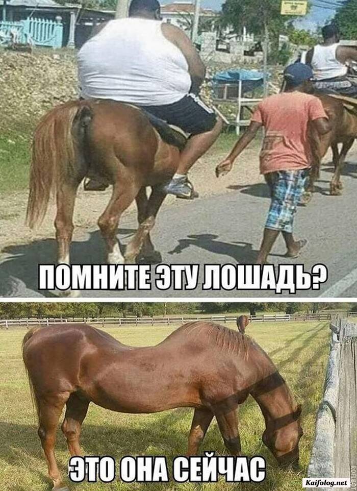 юморная фотография