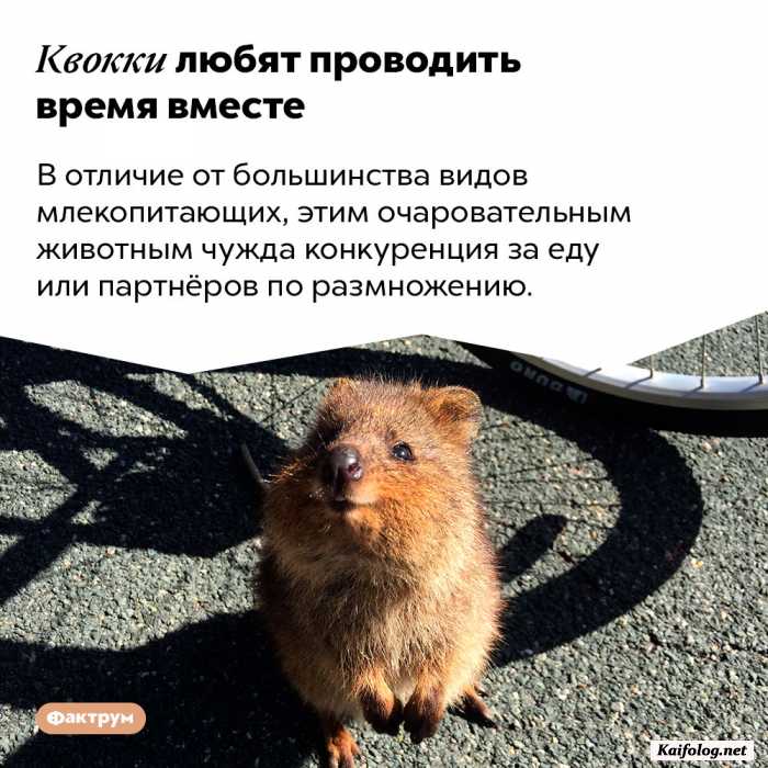 интересный факт картинка