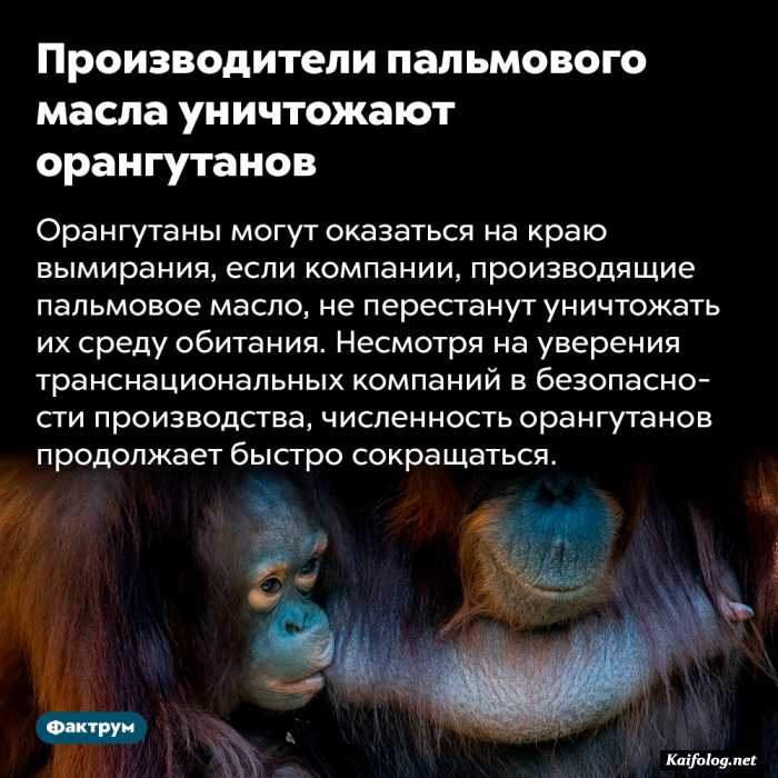 картинка с текстом факт