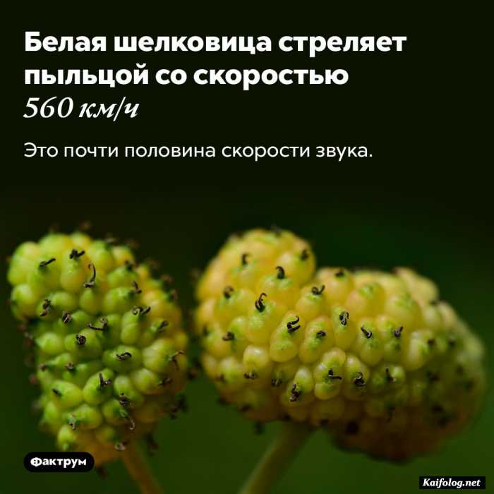 интересный факт