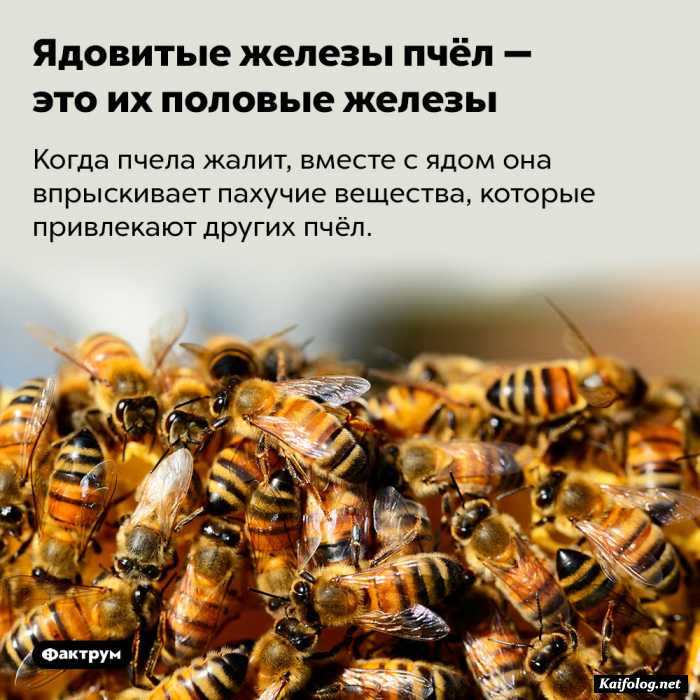 интересный факт