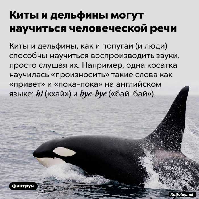 интересный факт