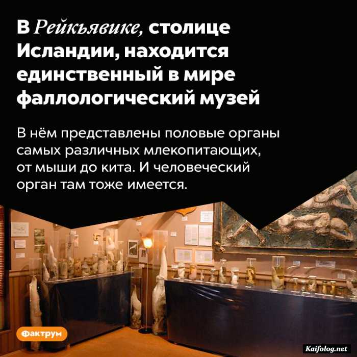 факт картинка