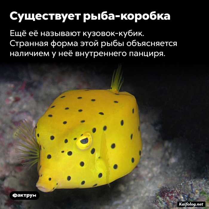 факт картинка