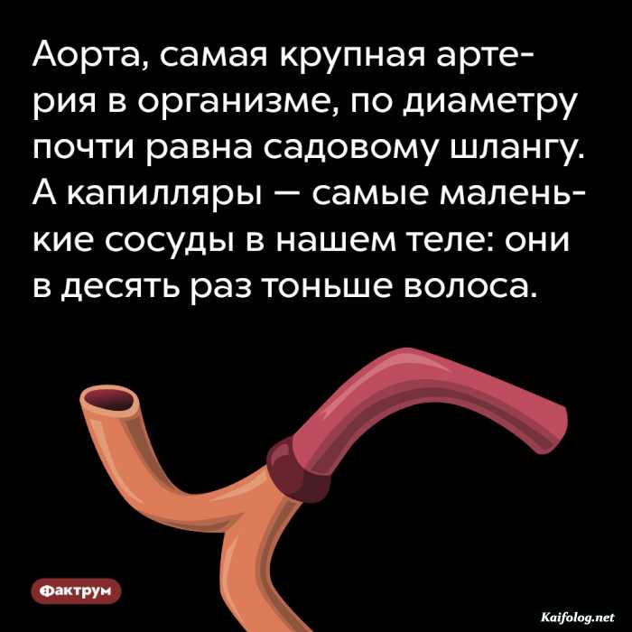 забавный факт