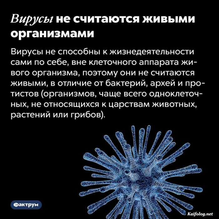 интересный факт
