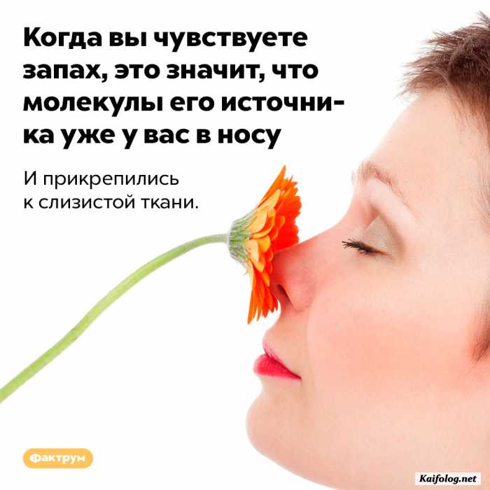 интересный факт