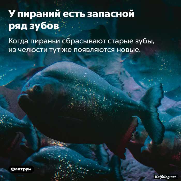 факт картинка