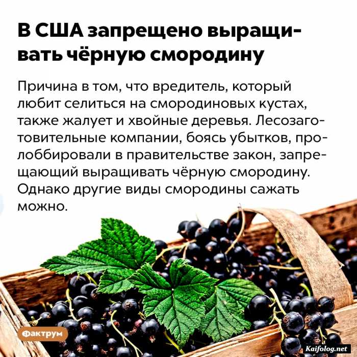 Интересные факты обо всем (очередная подборка)