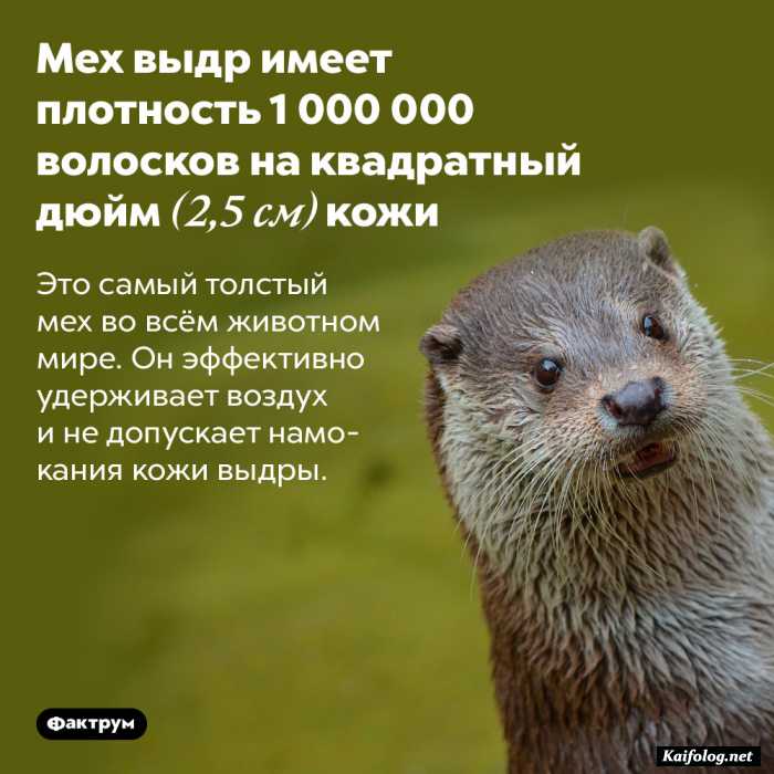 факт картинка с текстом