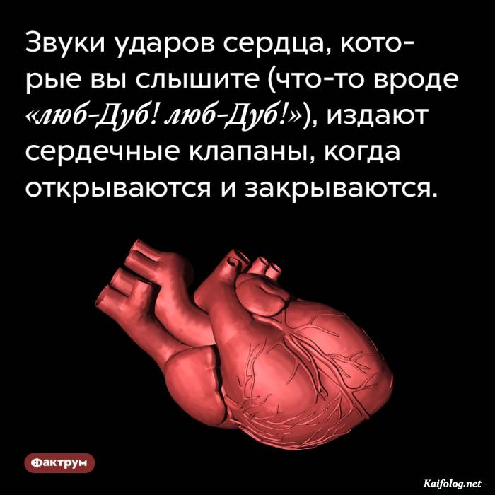 забавный факт