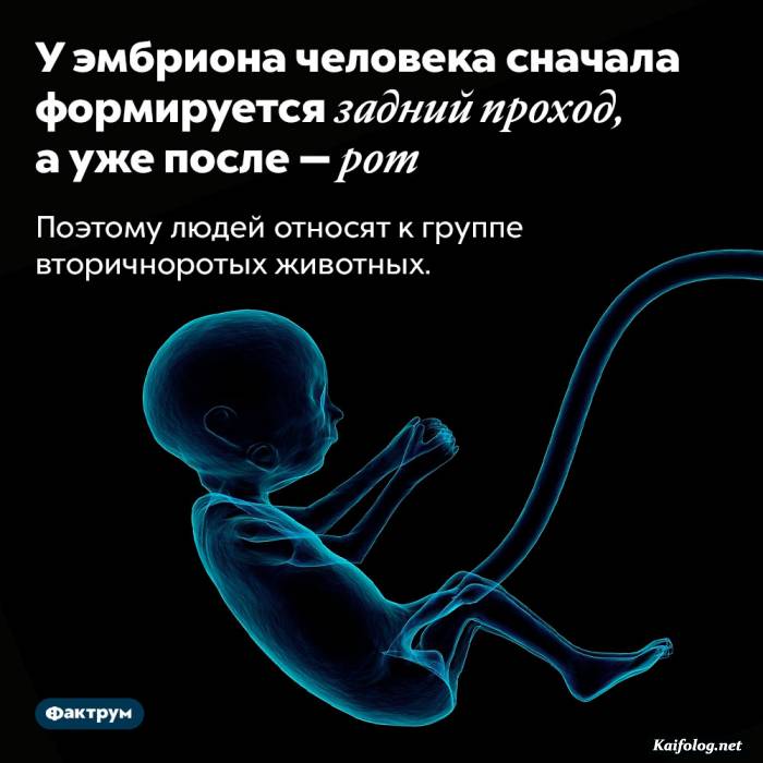 забавный факт