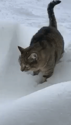 прикольная гифка