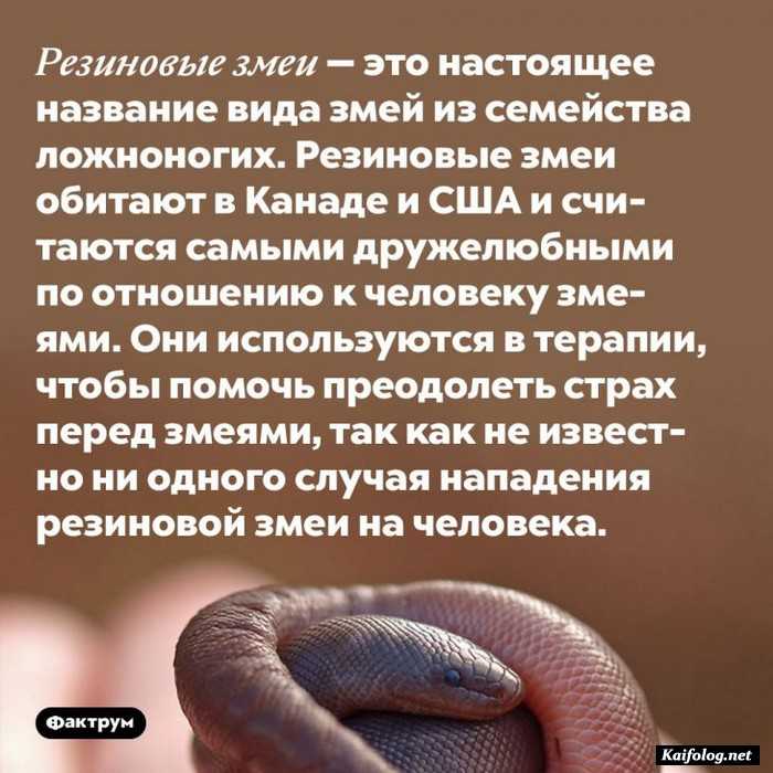 картинка с фактом