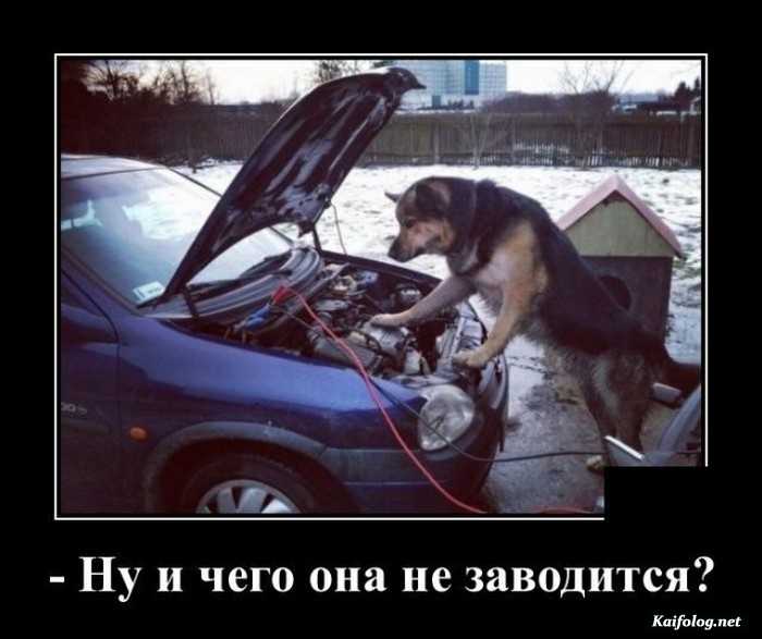 Смешной демотиватор