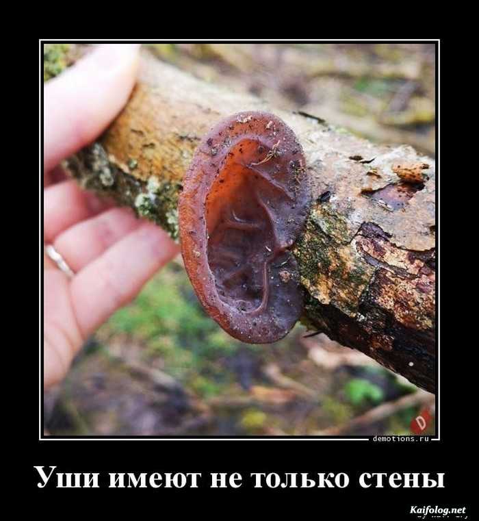 Смешной демотиватор
