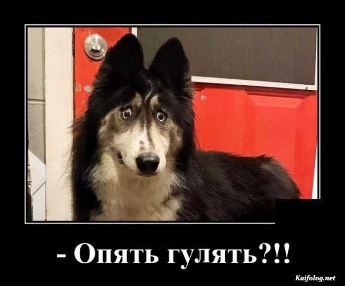 Смешной демотиватор