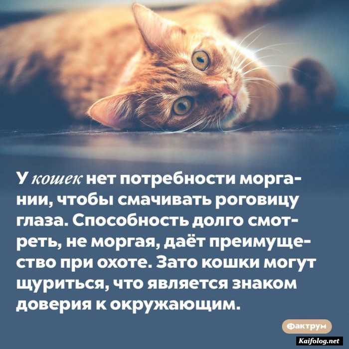 факт интересный на картинке
