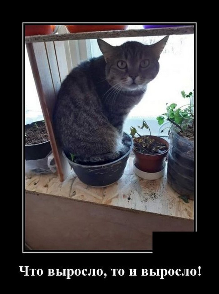 смешной демотиватор