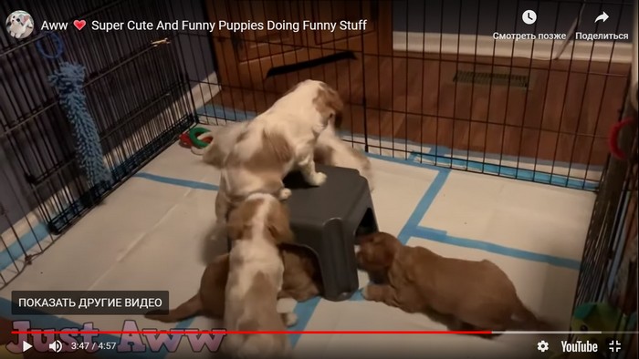 Милые щенки - Видео для хорошего настроения