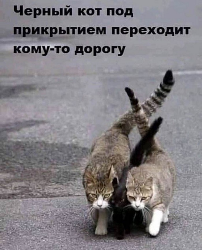 смешное фото