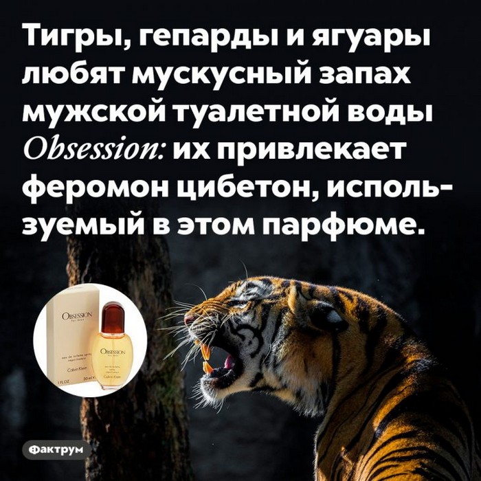 Интересные факты обо всем (очередная подборка)