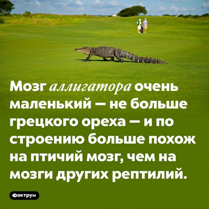 Интересные факты обо всем (очередная подборка)