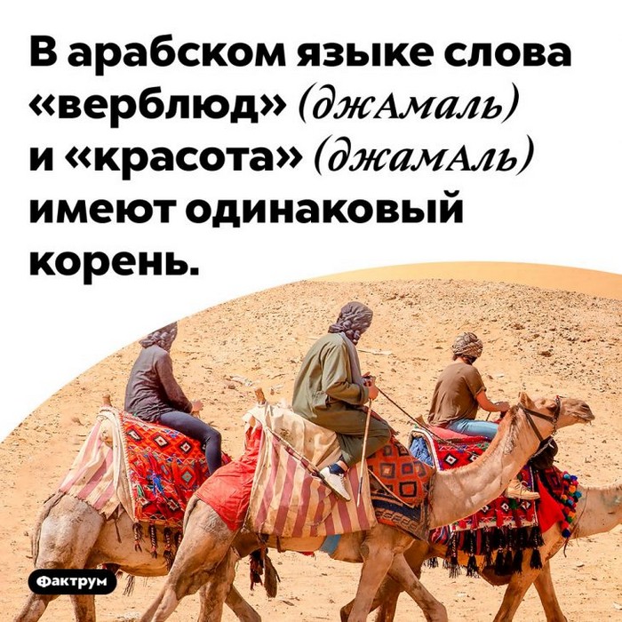 Интересные и удивительные факты обо всем (очередная подборка)