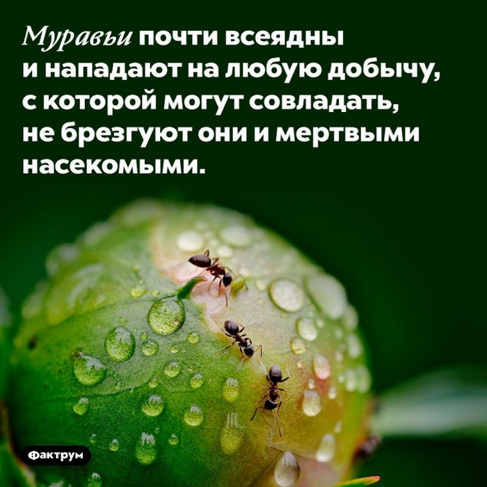 Интересные факты обо всем (очередная подборка)