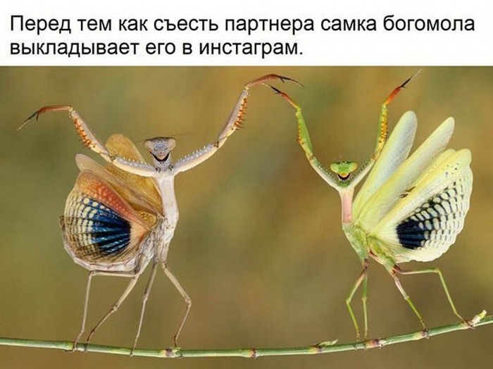 прикол картинка