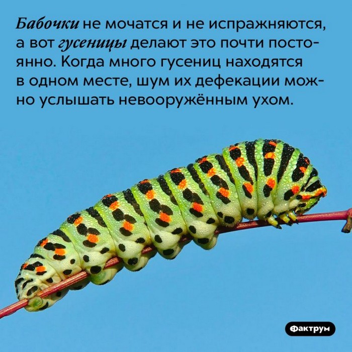 Интересные факты обо всем (очередная подборка)