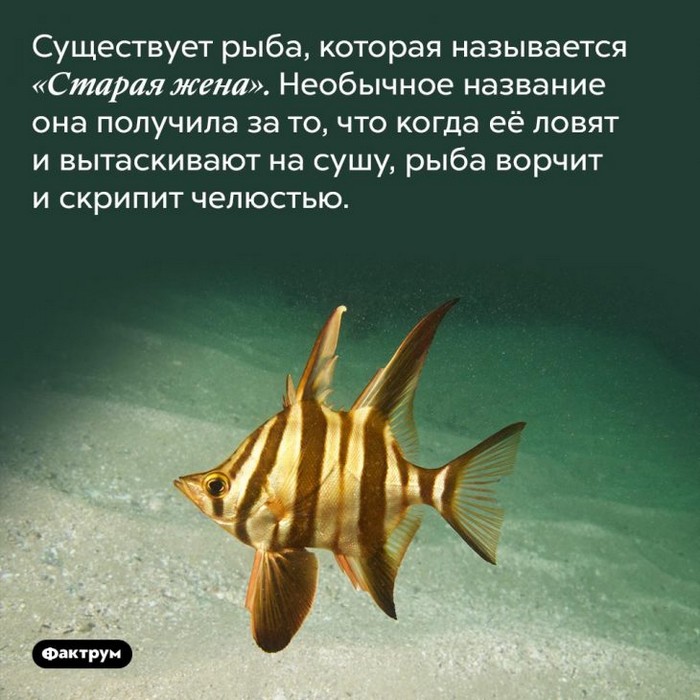 Интересные факты обо всем (очередная подборка)