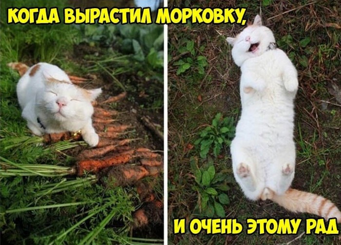 фото прикол
