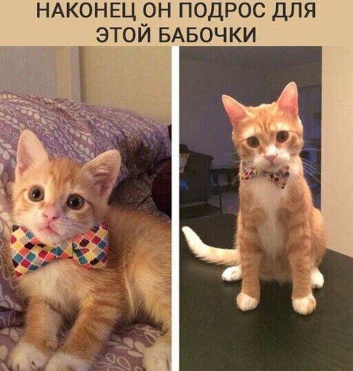 фото прикол