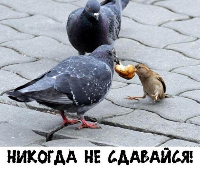 фото прикол