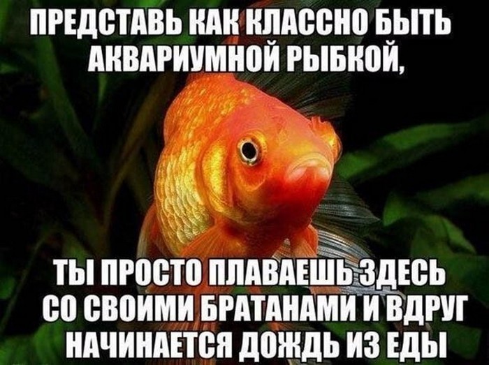 веселая картинка