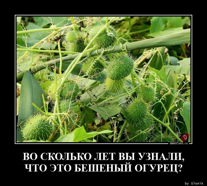 демотиватор прикольный