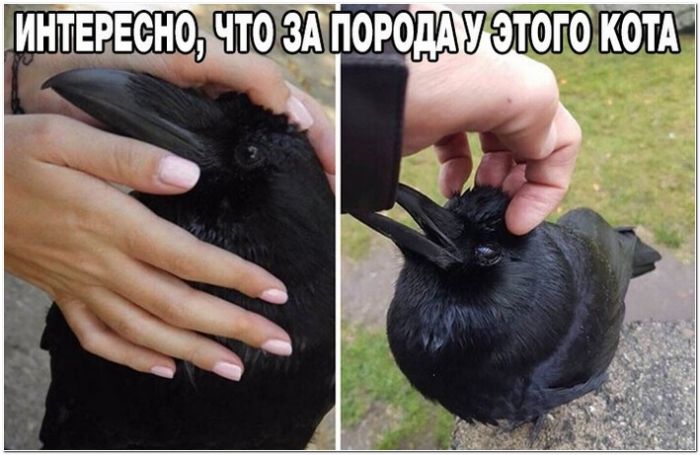 фото прикол