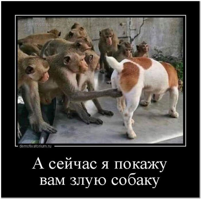 демотиватор прикольный