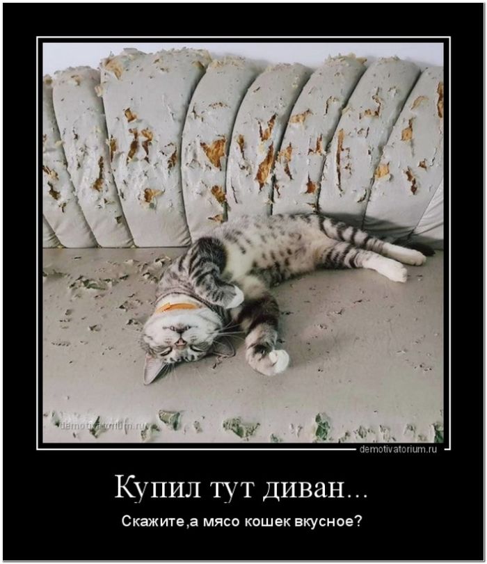 демотиватор прикольный