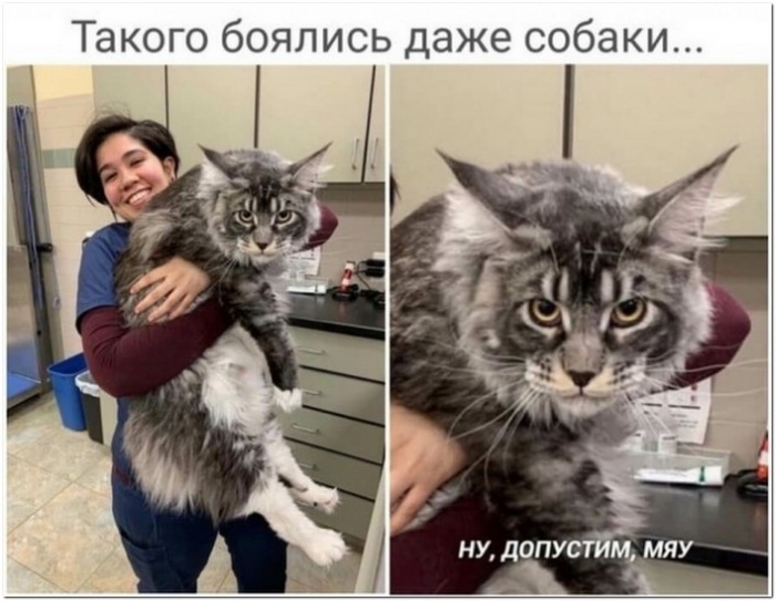 смешное фото